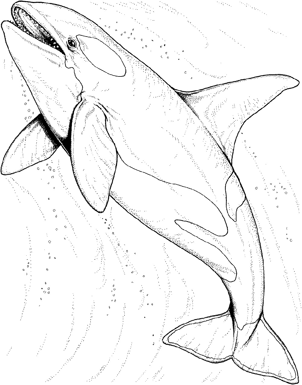 Whale Coloring Pages Printables 101 Coloring