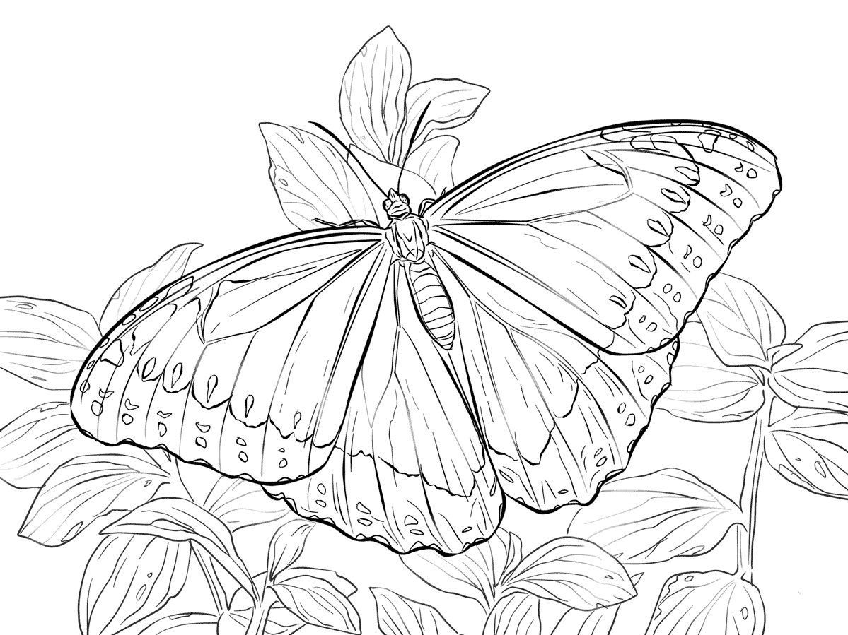 Printable Whimsical Butterfly Coloring Pages