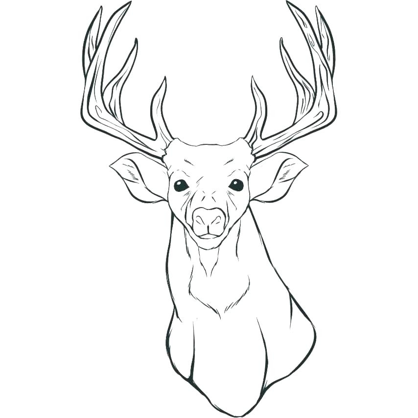 Whitetail Buck Coloring Pages At GetColorings Free Printable Colorings Pages To Print And