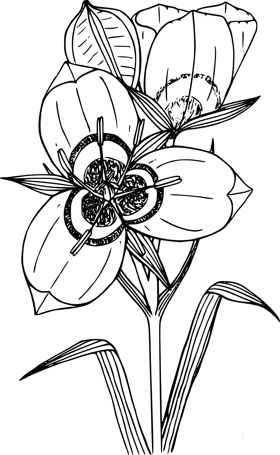 Wildflower Coloring Page ColouringPages