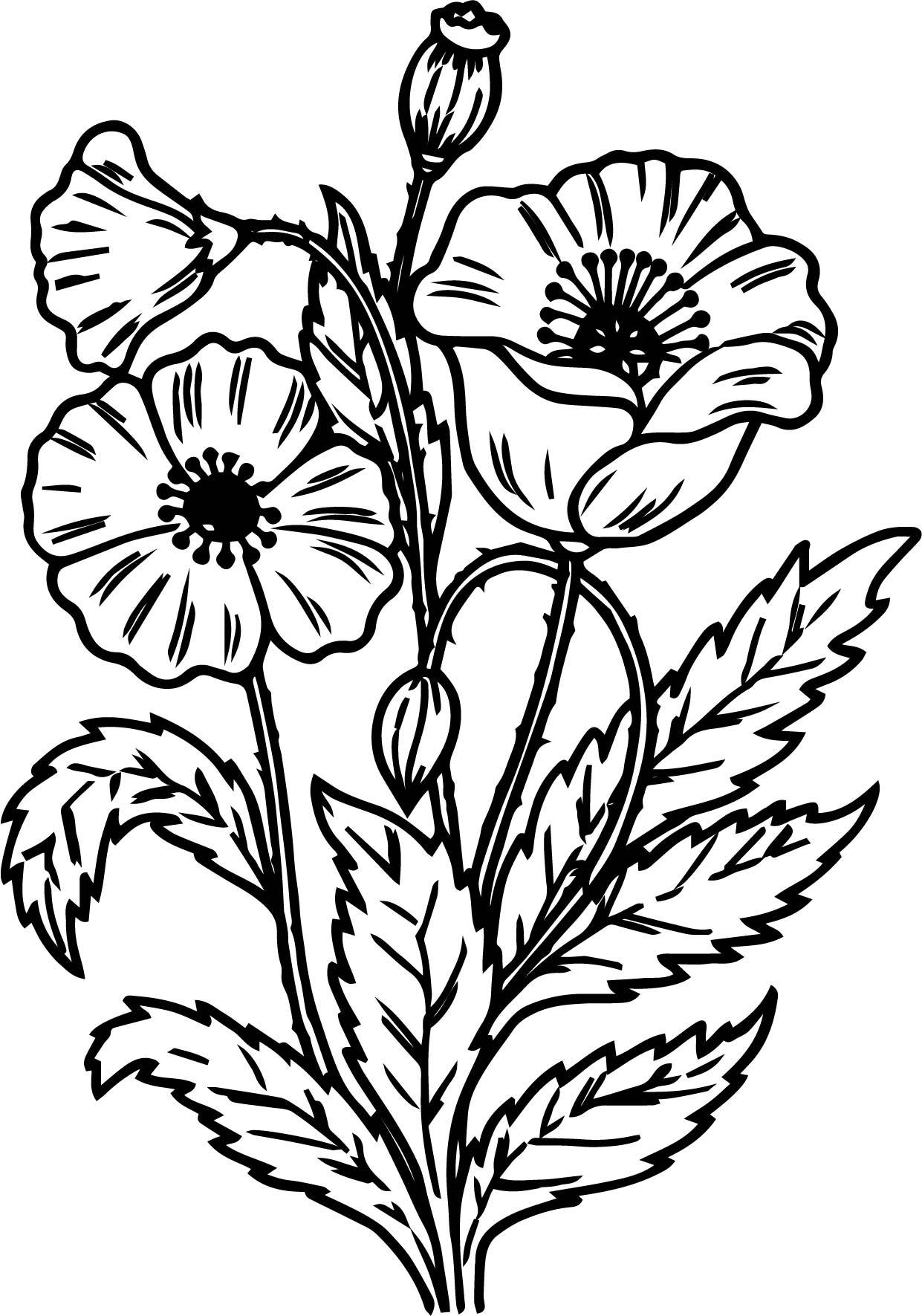 Wildflower Coloring Pages At GetColorings Free Printable Colorings Pages To Print And Color