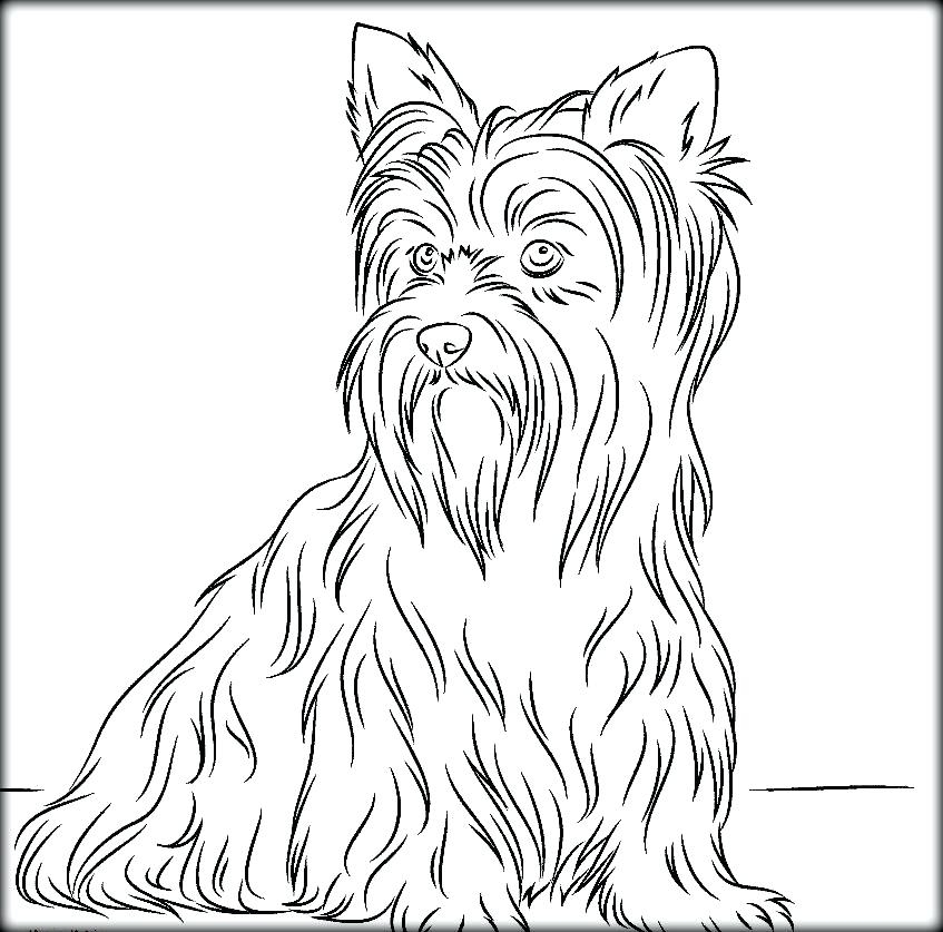 Yorkie Coloring Pages At GetColorings Free Printable Colorings Pages To Print And Color