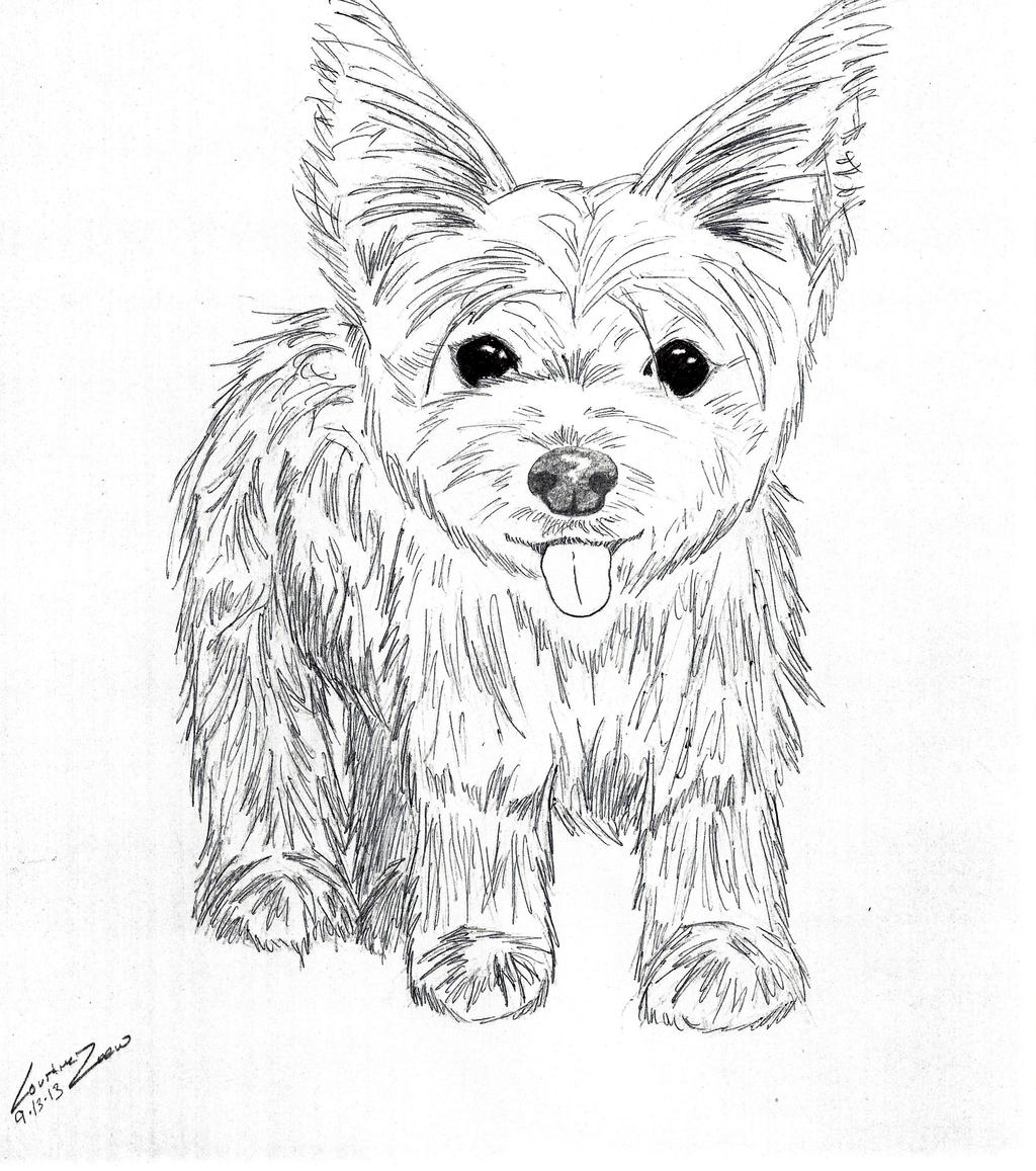 Yorkie Puppy Coloring Pages To Print Coloring Pages