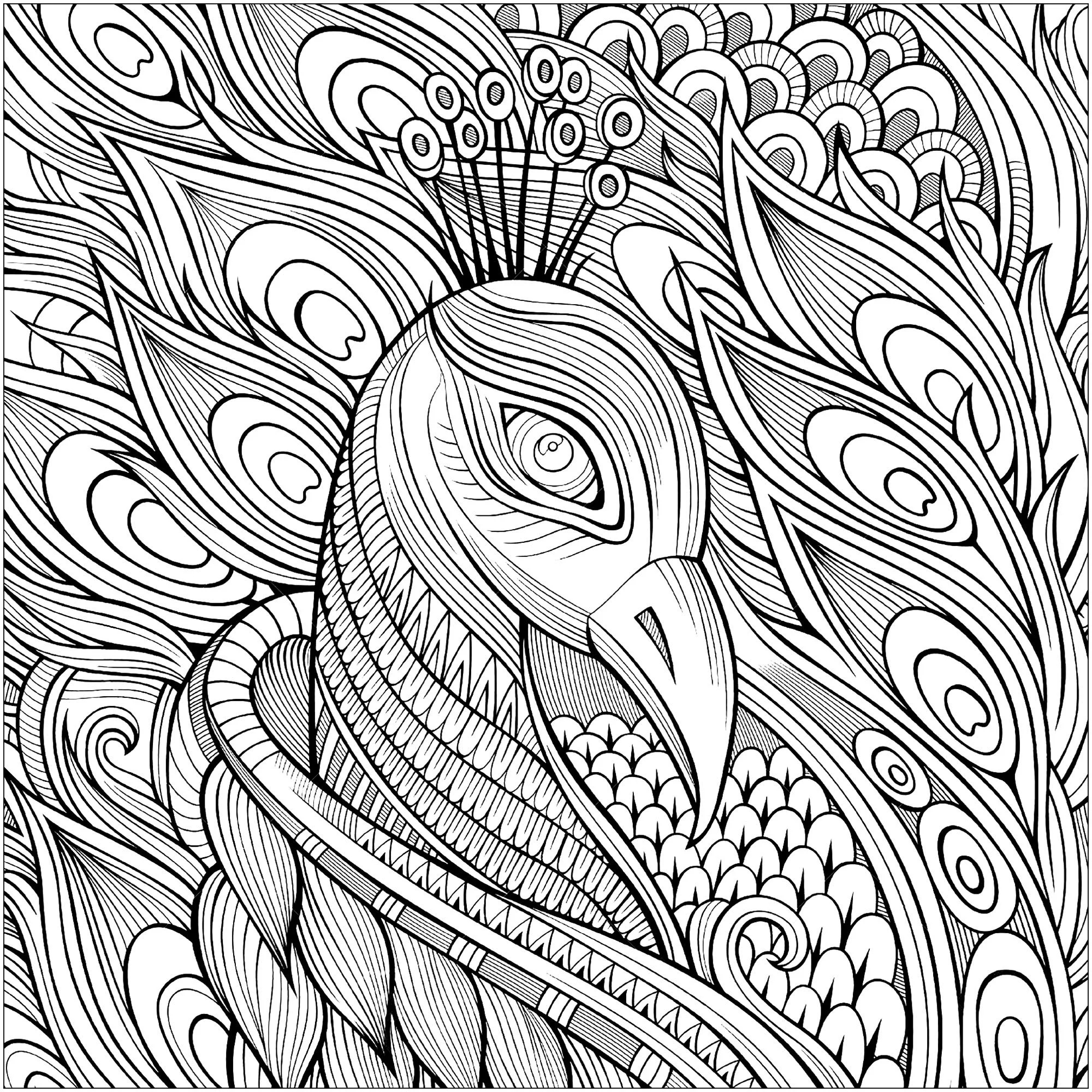 peacocks to print for free peacocks kids coloring pages